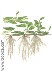 Hygroryza aristata