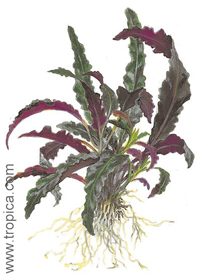 Hemigraphis spec.