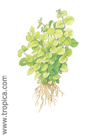 Lysimachia nummularia 'Aurea'