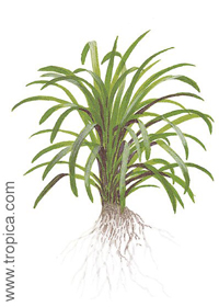 Ophiopogon japonicus 'Kyoto Dwarf'