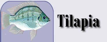 tilapia