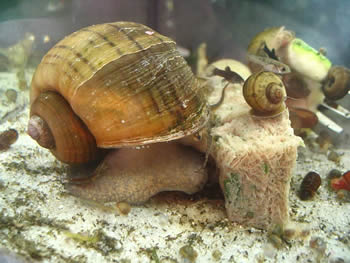 apple snail