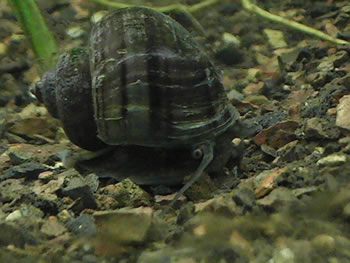 Black  mystery snail
