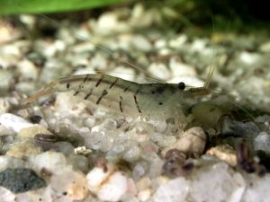 picture of freshwater shrimp species