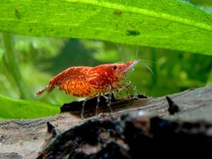 Freshwater shrimp