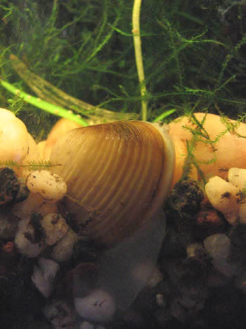 Golden Clam