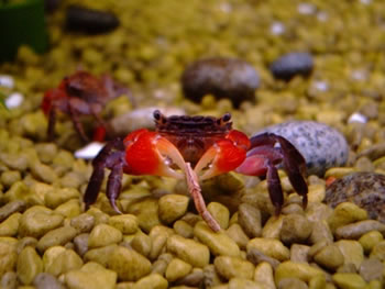 Red claw crab