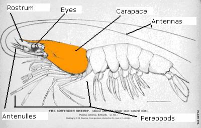 external shrimp anatomy