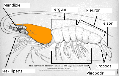 external shrimp anatomy