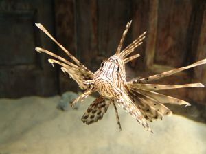 Lionfish