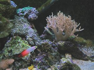 marine aquarium setup