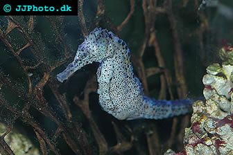 sea horse in marine aquarium