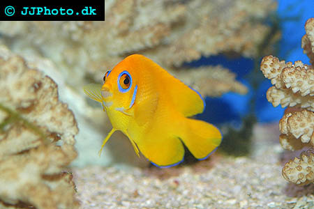 Lemonpeel Angelfish
