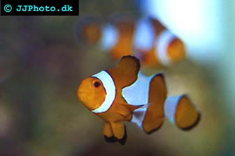 Percula Clownfish