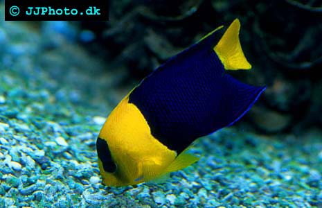  Centropyge bicolor