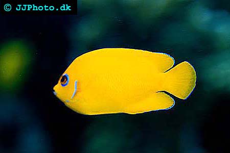 Centropyge flavissima