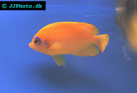 Centropyge flavissima