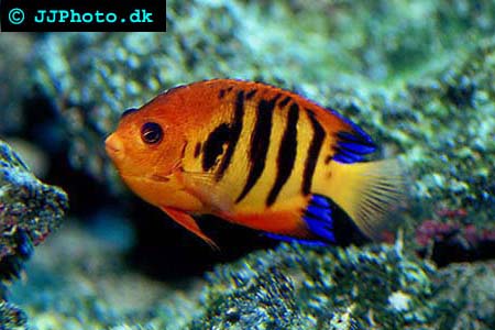 Centropyge loricula