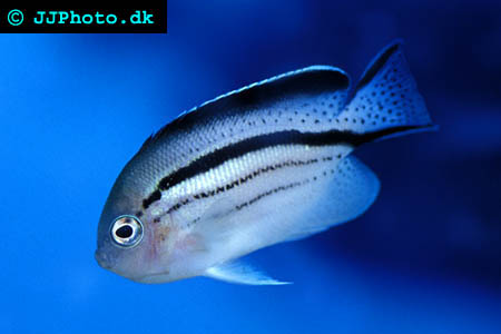 lamarcks angelfish