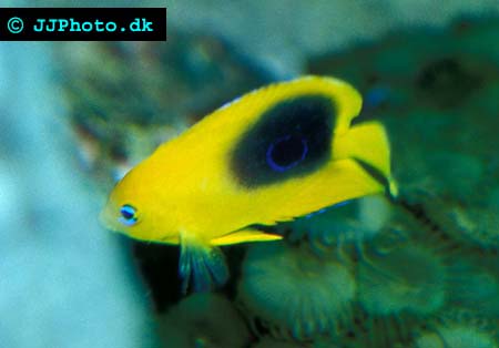 Rock Beauty – Holacanthus tricolor