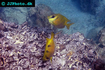 siganus corallinus