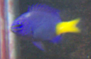 Yellow tailed damsel fish