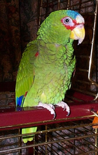 White fronted Amazon Parrot