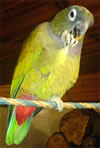 Scaly headed pionus Parrot