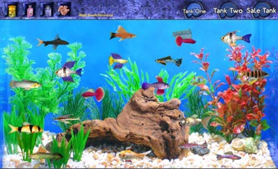 online fish tank store