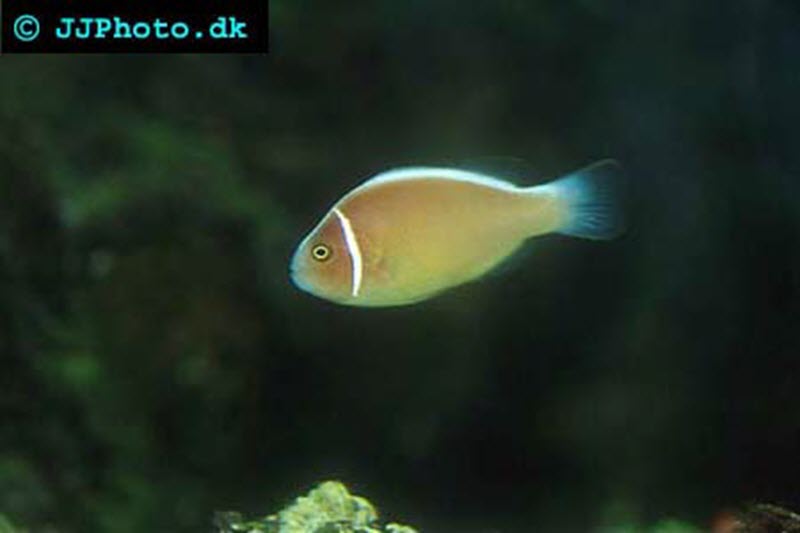 Pink Skunk Clownfish
