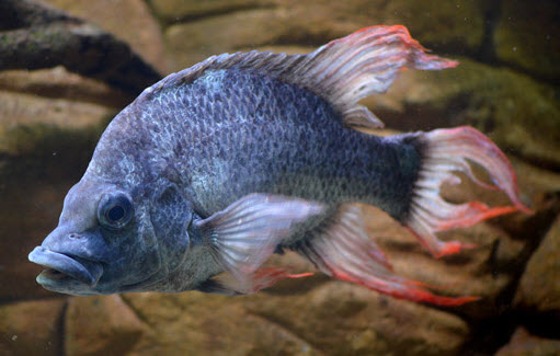 Ptychochromis insolitus