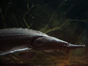Sturgeon