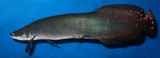 arapaima leptosoma