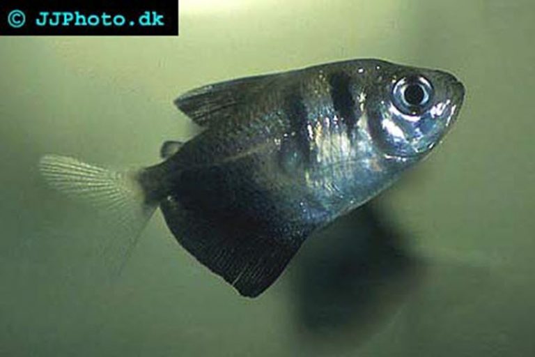 Black Skirt tetra Gymnocorymbus Aquatic Community
