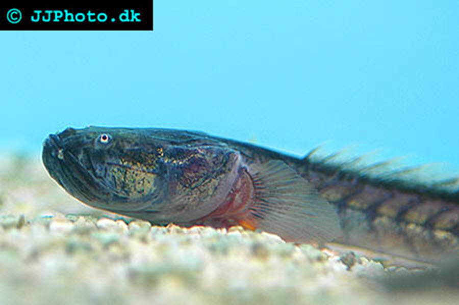 Dragon Goby Violet Goby Gobioides Brousonnetti Care And Breeding