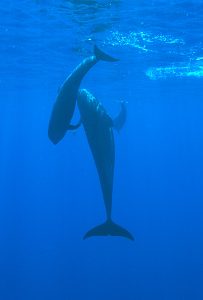 pilot whales