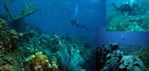 Reefs