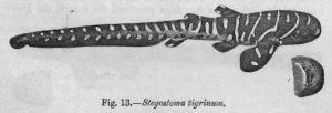 Zebra Shark pup