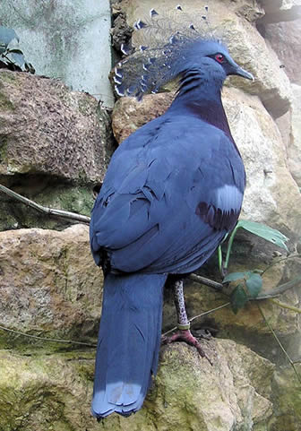 crowned pigeon