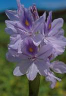 water hyacinth