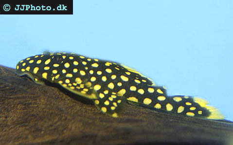 Golden nugget pleco Gold Nugget pleco and Mango pleco finally described by science