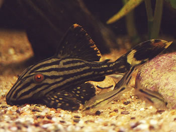 Royal Pleco