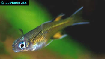 australian rainbow fish