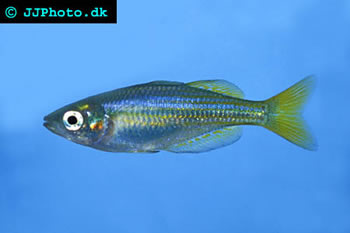 Checkered Rainbowfish 