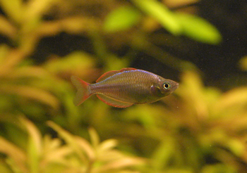 Dwarf Neon Rainbowfish