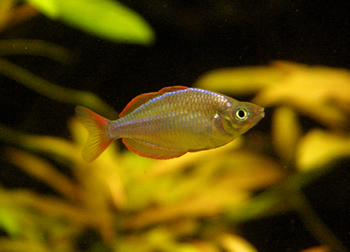 Dwarf Neon Rainbowfish