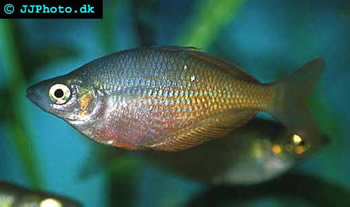 Irian Jaya Rainbowfish