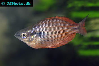 Lake Kurumoi Rainbowfish