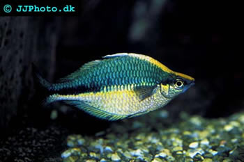 Lake Kutubu Rainbowfish 