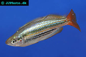 McCollochs rainbowfish